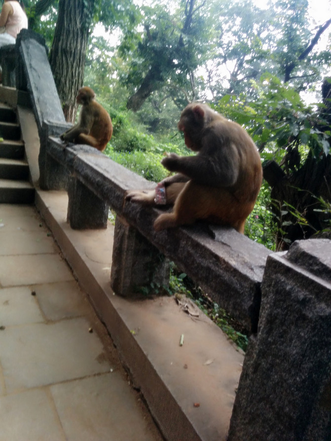 花果山游记400字以上,连云港花果山攻略