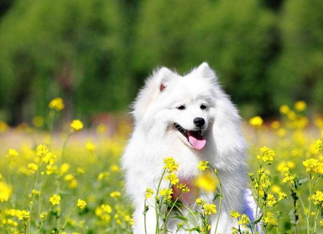 比熊狗狗会发抖是什么原因,比熊狗狗发抖是什么原因