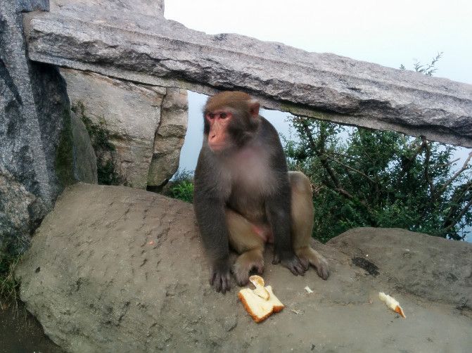 花果山游记400字以上,连云港花果山攻略