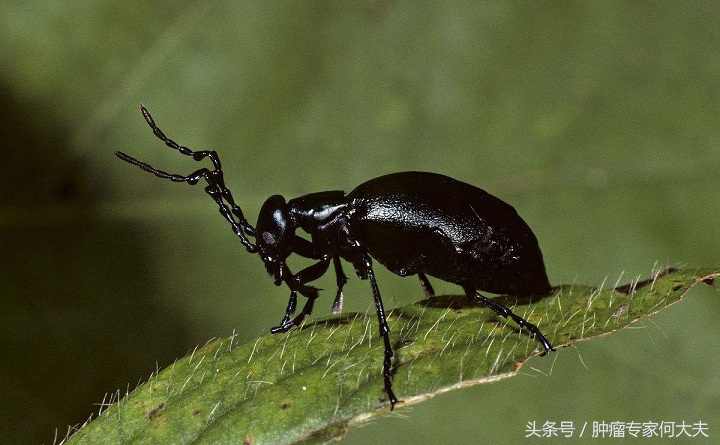 抗癌第一名中药斑蝥,治肝癌的斑蝥药方