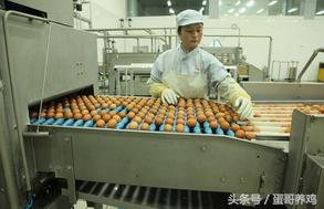 蛋鸡养殖模式哪个最好,未来几年蛋鸡养殖前景