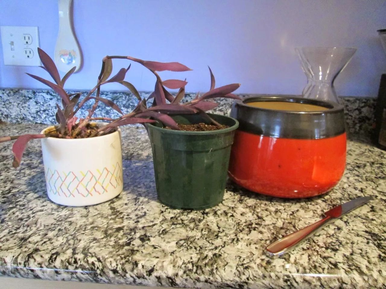 盆栽为什么换土,盆栽土壤结块不换盆的解决方法