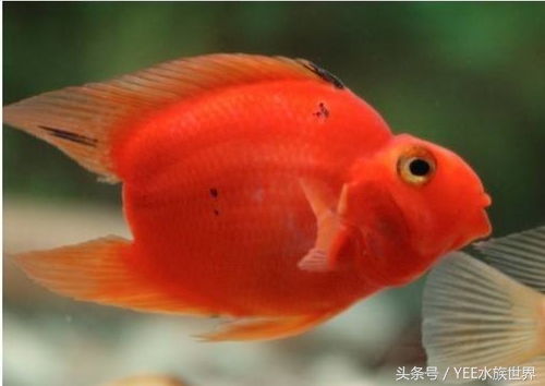 天地生化而成的精灵,一直在跟这些疾病搏斗