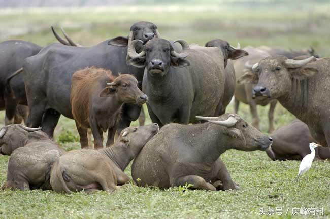 养牛技术与牛病的防治,牛常见病防治技术