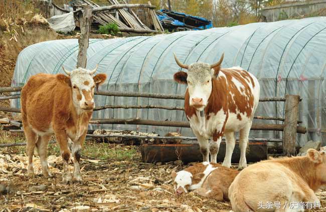 养牛技术与牛病的防治,牛常见病防治技术