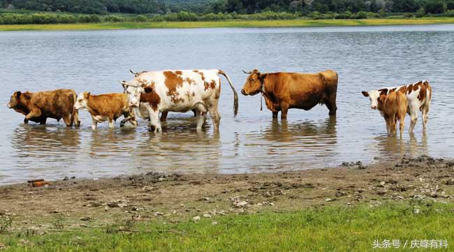 养牛技术与牛病的防治,牛常见病防治技术