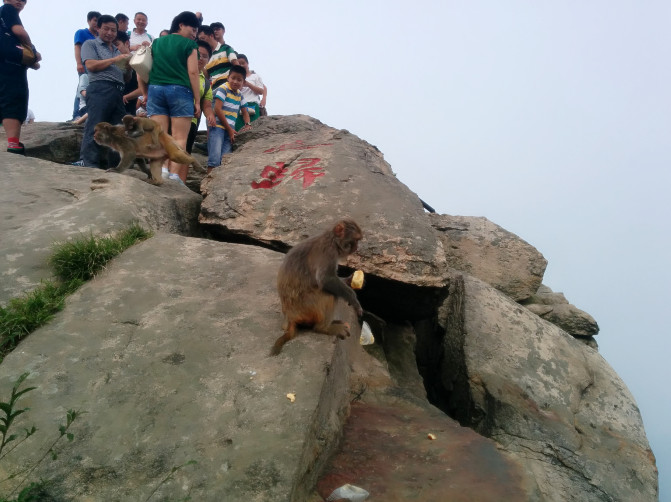 花果山游记400字以上,连云港花果山攻略