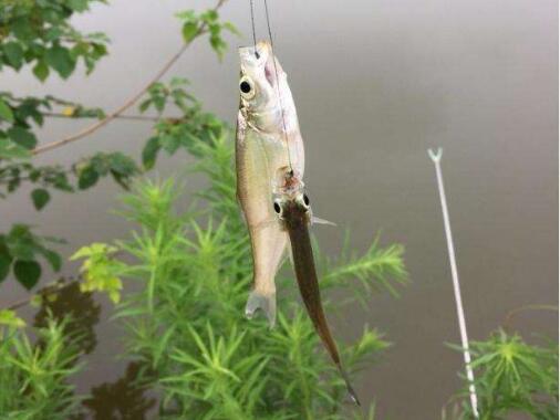 野钓白条闹窝怎么调漂,野钓白条闹窝怎样配饵料