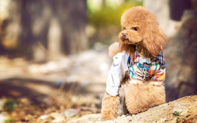 比熊狗狗会发抖是什么原因,比熊狗狗发抖是什么原因