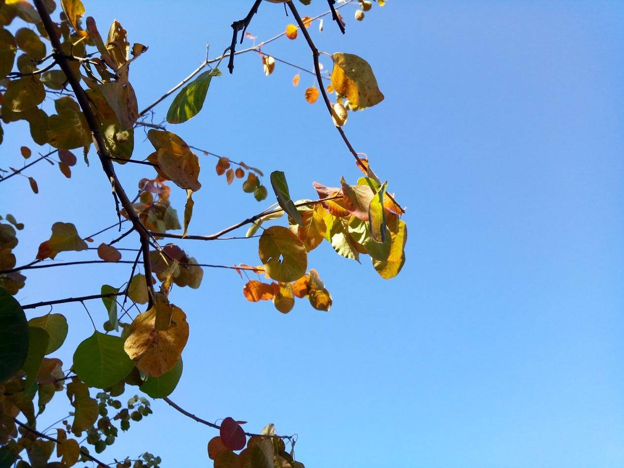 百元电动小钢炮,百元小屏小钢炮