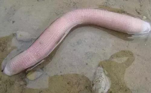 贵州都匀至北海五天四夜游,黔南到北海旅游攻略