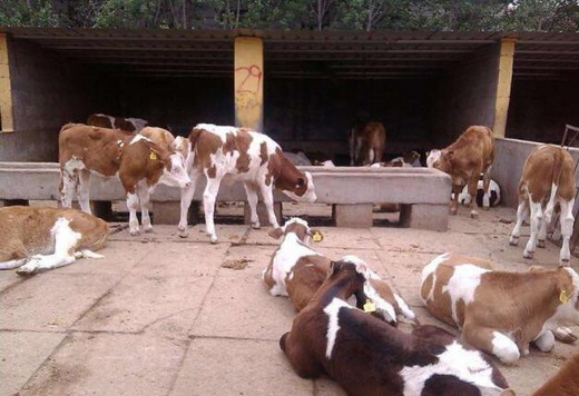 母牛胎衣不下的治疗方法,母牛胎衣不下如何科学治疗