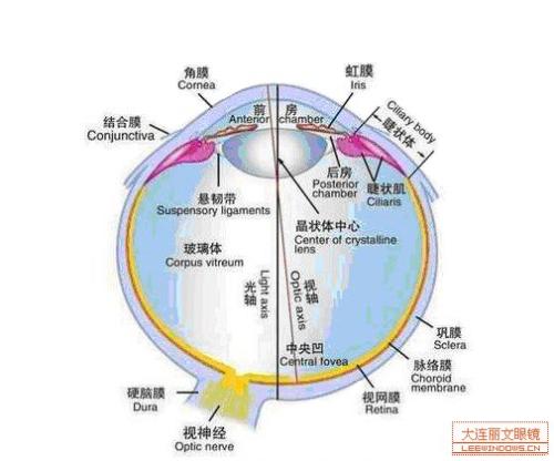 红牛功能性饮料和风味饮料区别,喝红牛功能饮料真的有什么功能吗