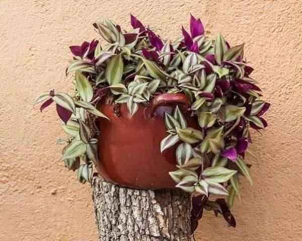 懒人植物易养活的有哪些,室内懒人养的植物