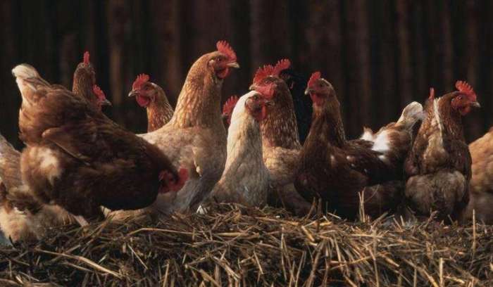 狐狸养三只鸡,狐狸养3只小鸡