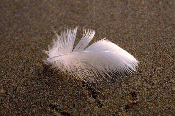 狐狸养三只鸡,狐狸养3只小鸡