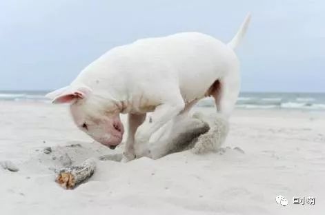 「犬种百科」铁汉柔情爱干净撞脸红雷精力盛——牛头梗