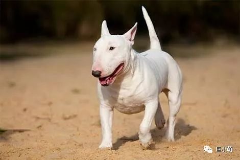 「犬种百科」铁汉柔情爱干净撞脸红雷精力盛——牛头梗