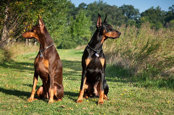 一条优秀的杜宾犬,与杜宾犬相似的狗狗