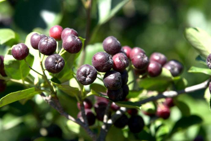 养猪状元陈世富,养猪暴发户的5个秘密