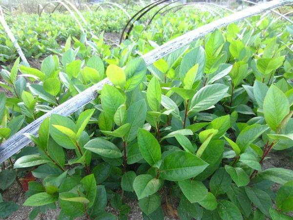 养猪状元陈世富,养猪暴发户的5个秘密