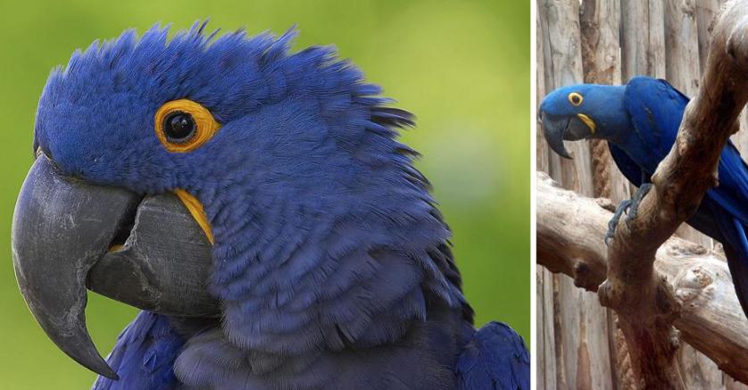 湿地和湿地动物,国外最大的湿地有什么动物