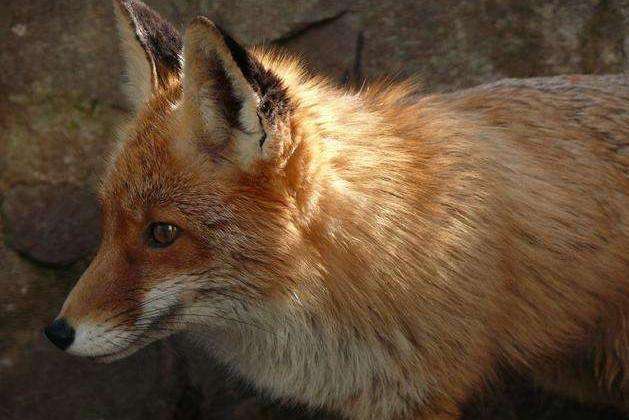 狐狸养三只鸡,狐狸养3只小鸡