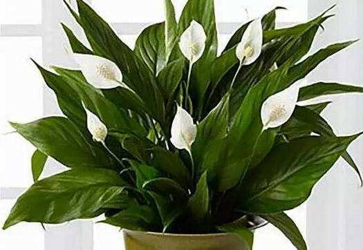 懒人植物易养活的有哪些,室内懒人养的植物