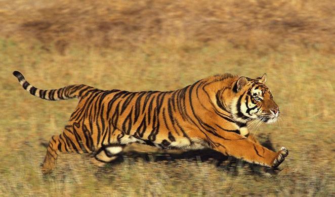 湿地和湿地动物,国外最大的湿地有什么动物