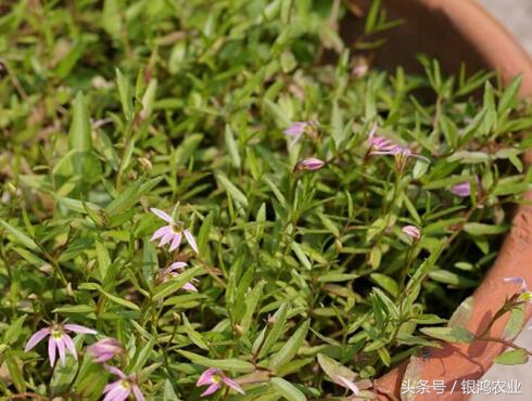 未来三年种植什么药材价格最稳定,种植中药材价格表最新消息