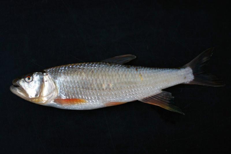 野钓白条闹窝怎么调漂,野钓白条闹窝怎样配饵料