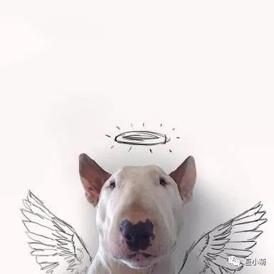 「犬种百科」铁汉柔情爱干净撞脸红雷精力盛——牛头梗