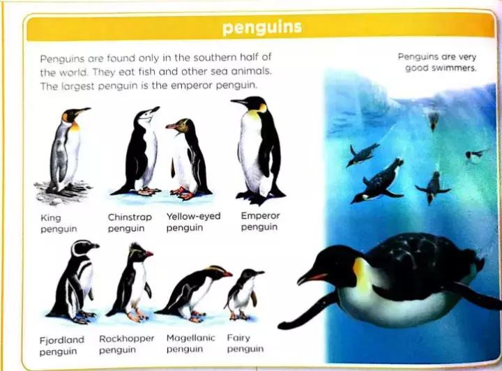 适合初中生的英语词典,高中生最实用的英语词典推荐