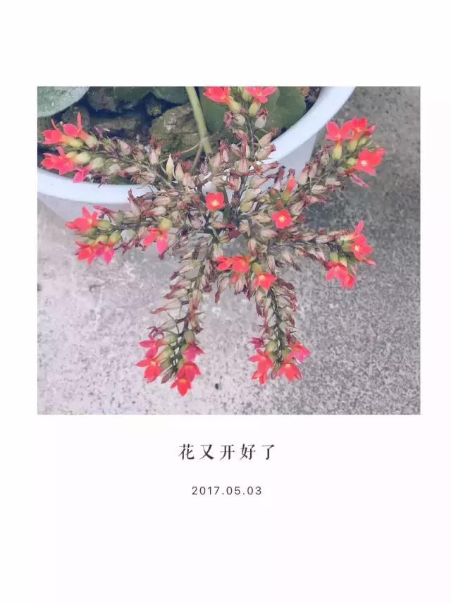 浜旀湀鍏棩濡傜害鑰岃嚦,浜旀湀鍏湀璇楁剰