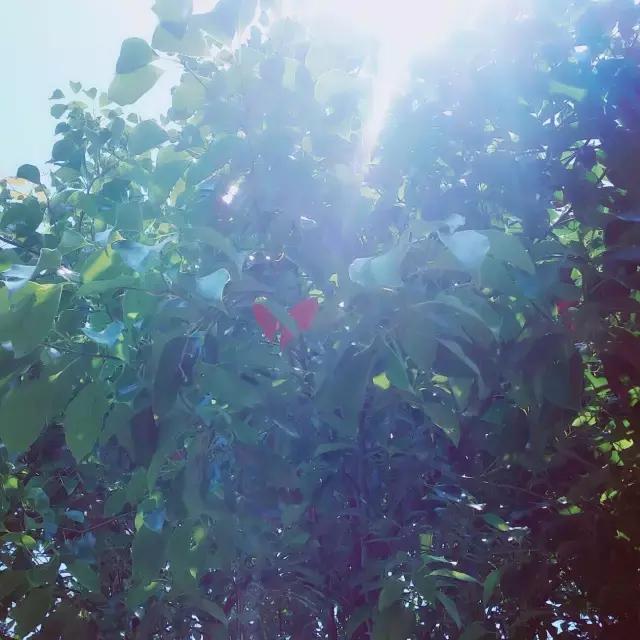 浜旀湀鍏棩濡傜害鑰岃嚦,浜旀湀鍏湀璇楁剰