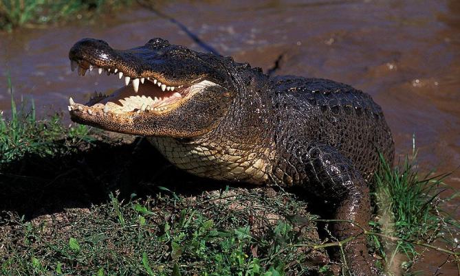 湿地和湿地动物,国外最大的湿地有什么动物
