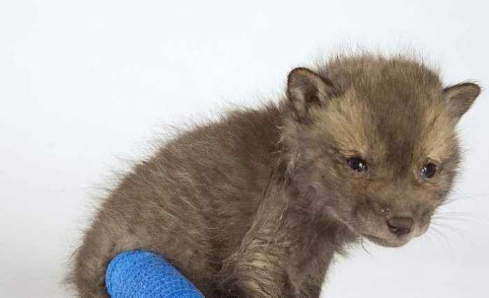 狐狸养三只鸡,狐狸养3只小鸡