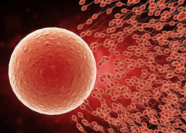 有没有胖多囊试管成功的,多囊试管亲身经历跟踪