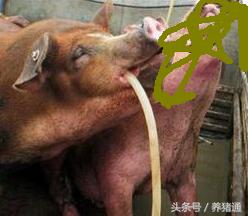 新手养猪怎样给母猪喂料,母猪灌药方法