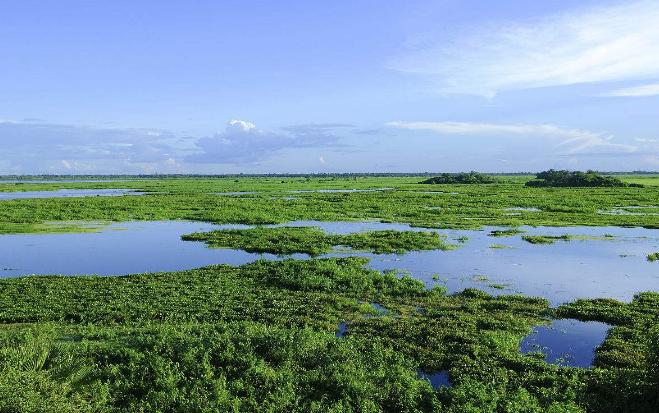湿地和湿地动物,国外最大的湿地有什么动物