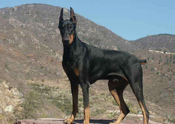 一条优秀的杜宾犬,与杜宾犬相似的狗狗