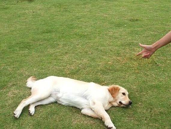 家有宠物训练,家有萌宠狗狗训练系列教学