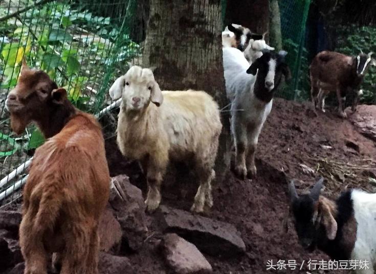 整只烤全羊需提前预定,整只烤全羊开始预定