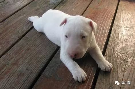 「犬种百科」铁汉柔情爱干净撞脸红雷精力盛——牛头梗