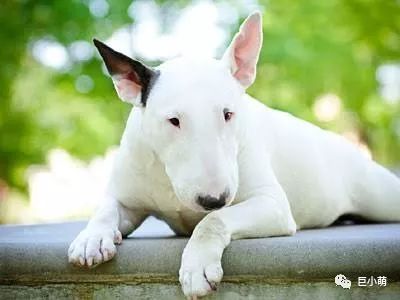 「犬种百科」铁汉柔情爱干净撞脸红雷精力盛——牛头梗