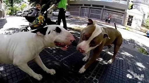 「犬种百科」铁汉柔情爱干净撞脸红雷精力盛——牛头梗