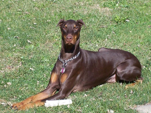 一条优秀的杜宾犬,与杜宾犬相似的狗狗