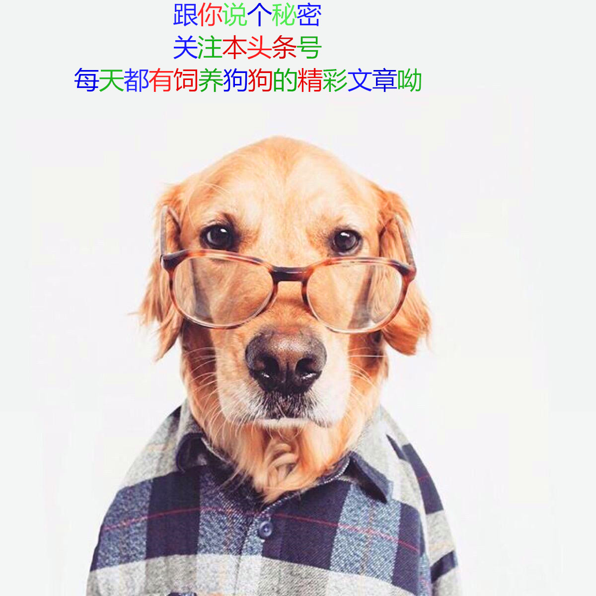 家有宠物训练,家有萌宠狗狗训练系列教学