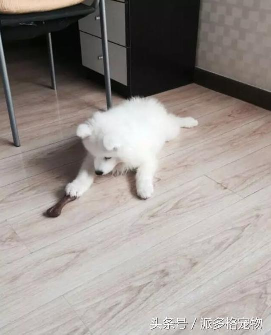 萨摩耶得细小容易治愈吗,萨摩耶生病一般需要多长时间治好