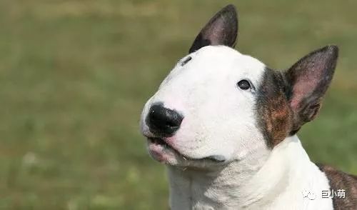 「犬种百科」铁汉柔情爱干净撞脸红雷精力盛——牛头梗